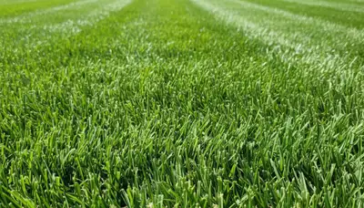 Close-up of freshly mowed green grass showing precise lawn care quality in Santa Rosa, CA landscaping