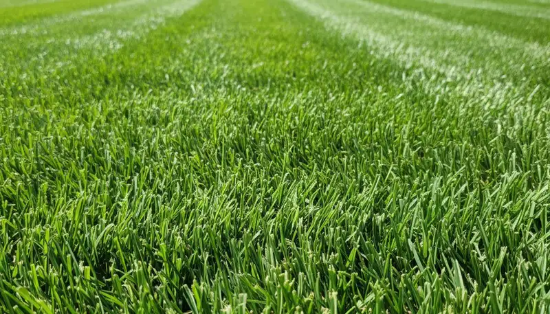 Close-up of freshly mowed green grass showing precise lawn care quality in Santa Rosa, CA landscaping