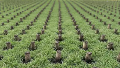 Close-up of soil core plugs after lawn aeration in Santa Rosa, CA by Chop Chop Landscaping